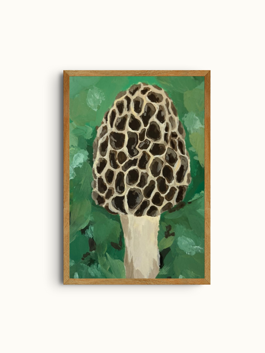 Morel Study #2